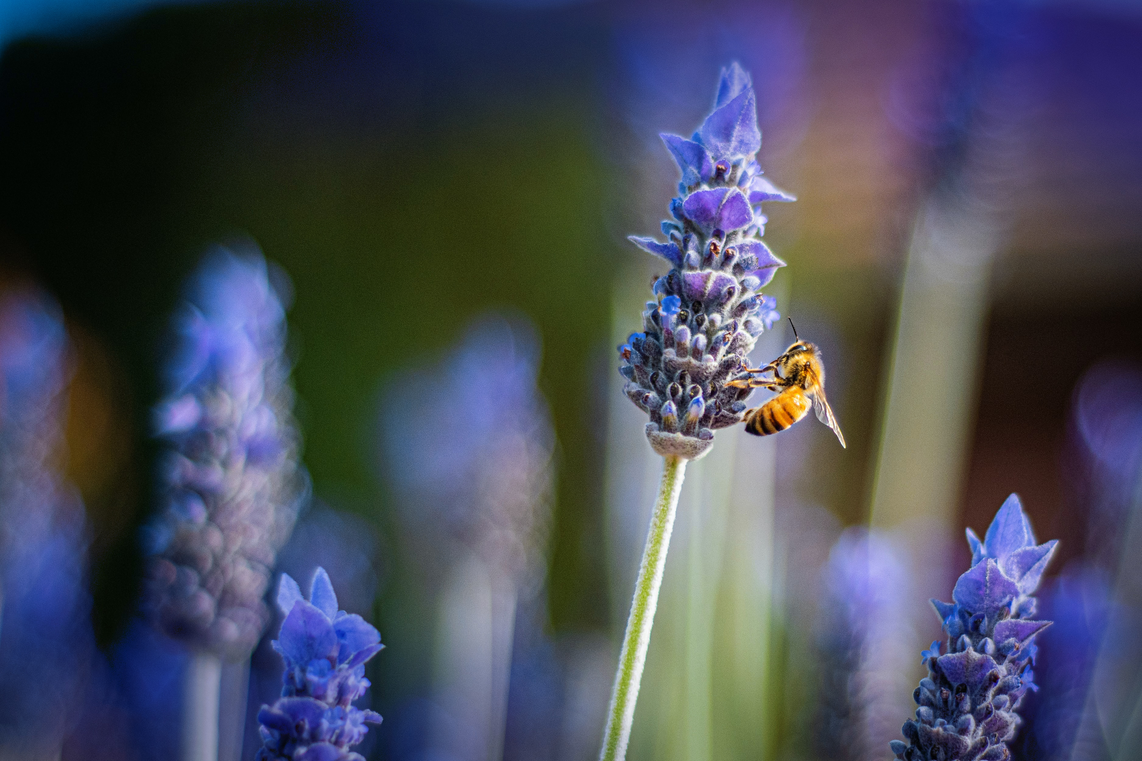 Bee 2 heather
